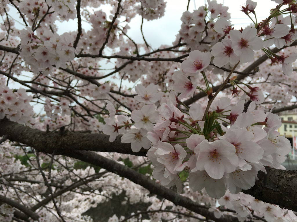 f:id:mdhugh_h:20170410212217j:plain