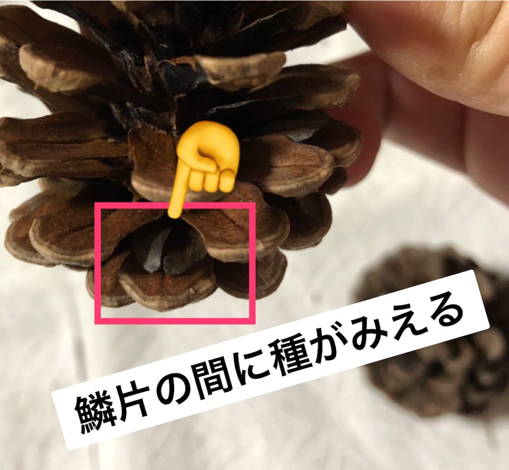 f:id:me-back:20191115223417j:image f:id:me-back:20191115223417j:image