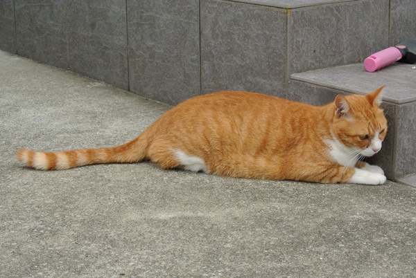 f:id:me38a:20200913202220j:plain f:id:me38a:20200913202220j:plain