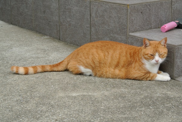 f:id:me38a:20200913202236j:plain f:id:me38a:20200913202236j:plain