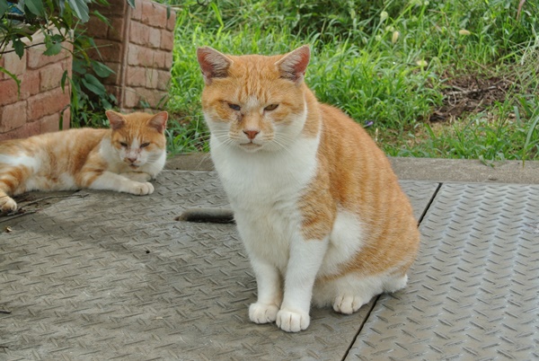 f:id:me38a:20200913202350j:plain f:id:me38a:20200913202350j:plain