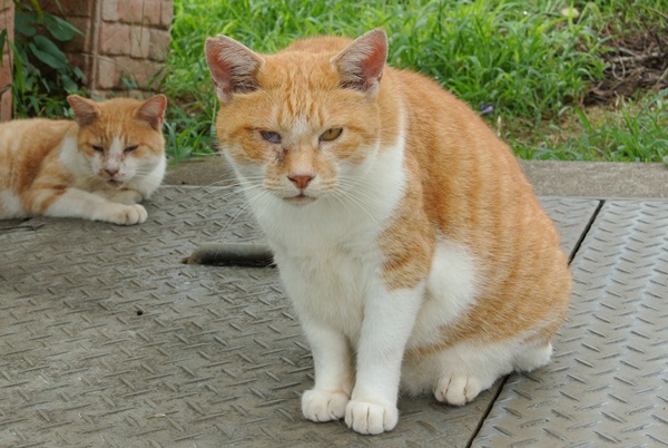 f:id:me38a:20200913202412j:plain f:id:me38a:20200913202412j:plain