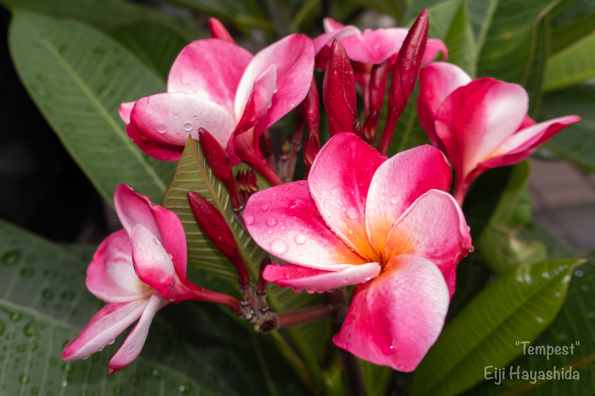 f:id:meMakani:20190905224510j:plain f:id:meMakani:20190905224510j:plain