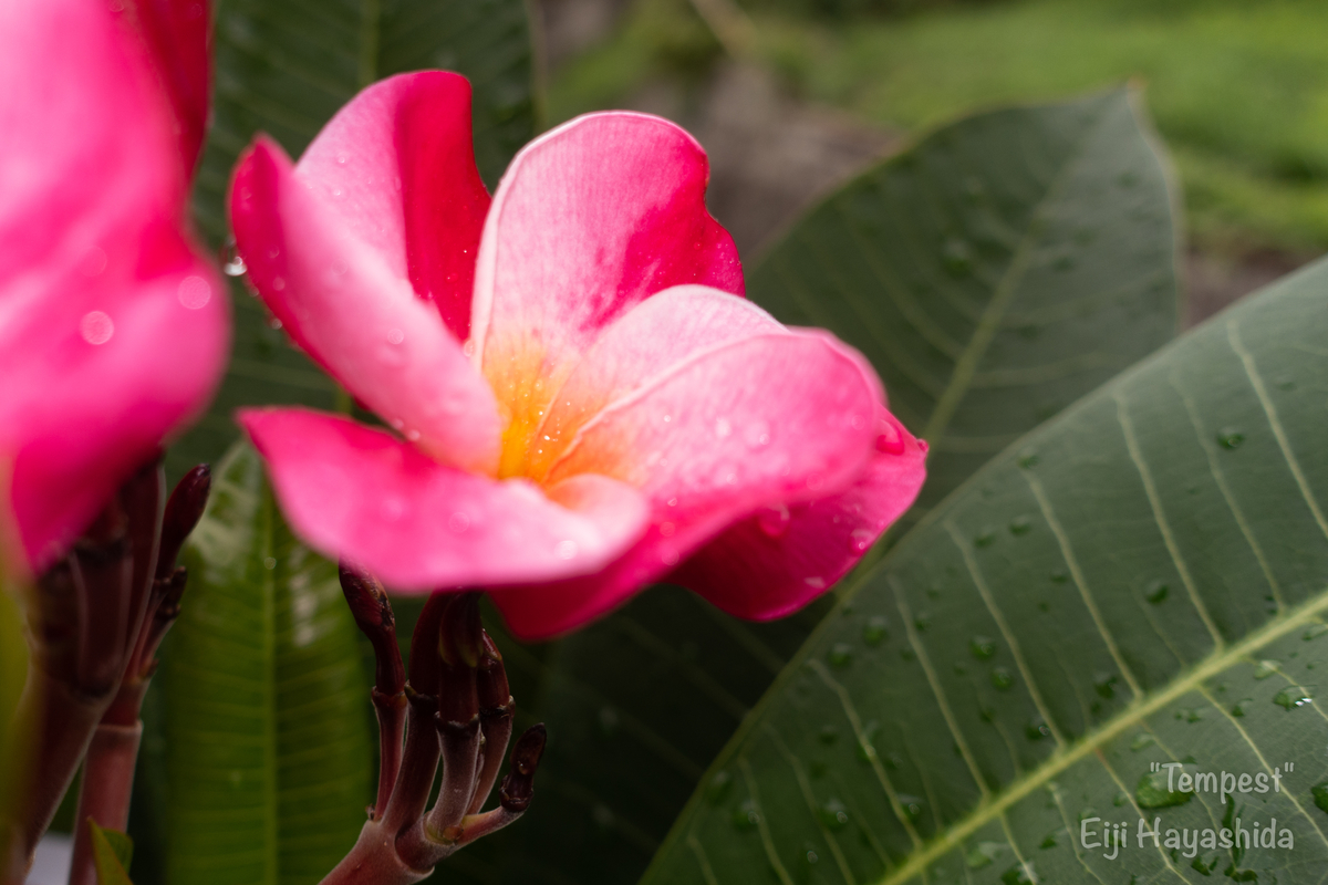 f:id:meMakani:20190905224532j:plain f:id:meMakani:20190905224532j:plain