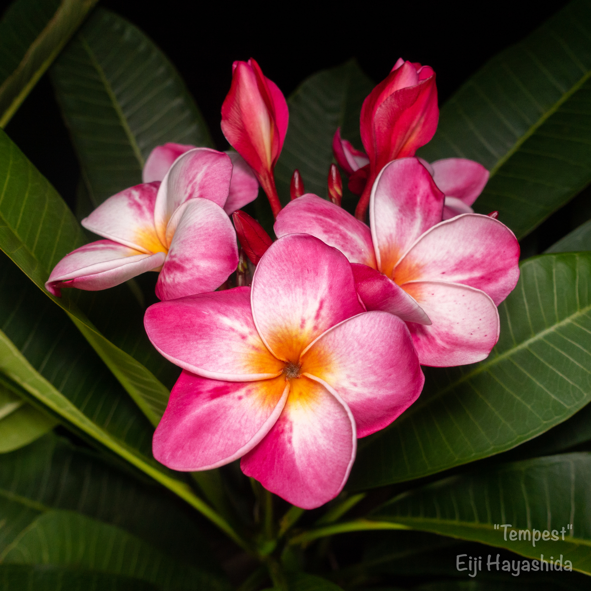 f:id:meMakani:20190905224542j:plain f:id:meMakani:20190905224542j:plain