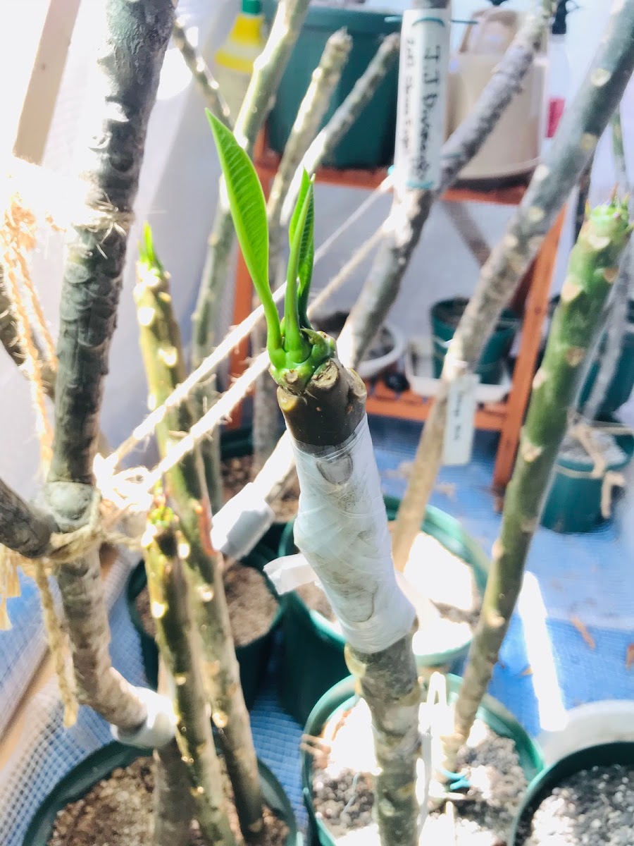 プルメリアの接ぎ木 - he pua me makani.