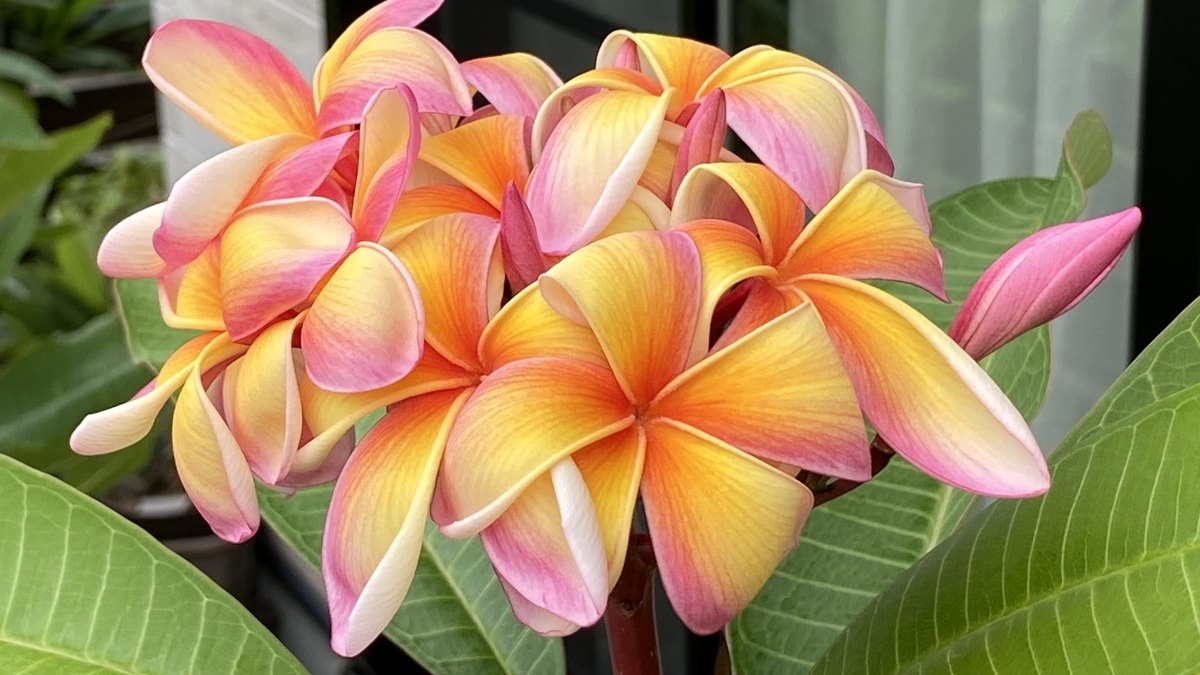 f:id:meMakani:20210517224456j:plain