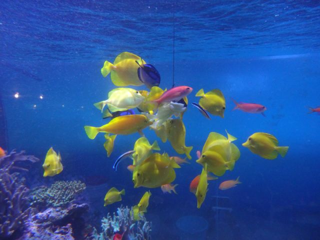 f:id:mecarauroco:20180601141144j:plain f:id:mecarauroco:20180601141144j:plain
