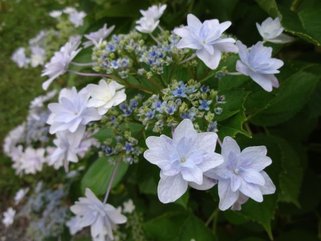 f:id:mecarauroco:20180601161415j:plain f:id:mecarauroco:20180601161415j:plain