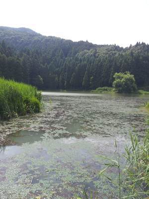 龍王ヶ渕