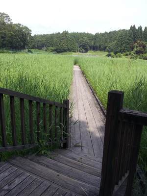 龍王ヶ渕のウッドデッキ小道