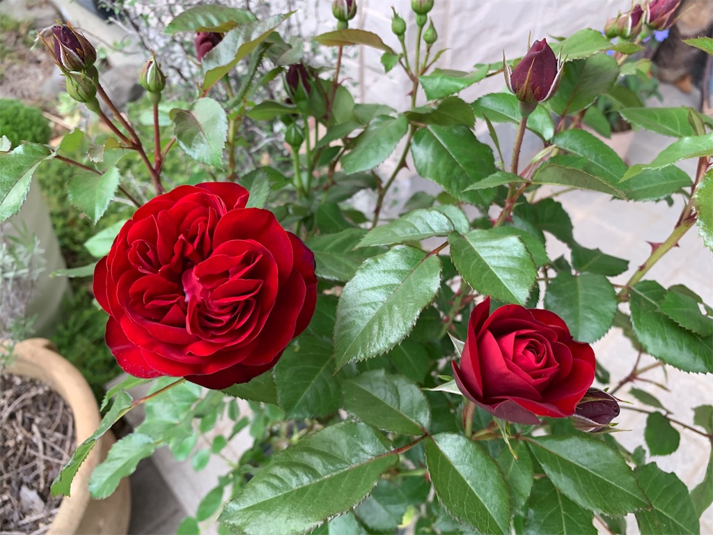f:id:mecha_ism:20190526182629j:image f:id:mecha_ism:20190526182629j:image