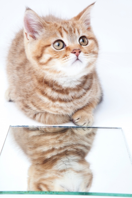 f:id:med2016:20180715003426j:plain f:id:med2016:20180715003426j:plain