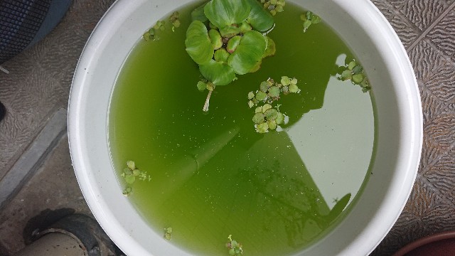 メダカ 稚魚 グリーンウォーター メダカとヌマエビ一年生 メダカ 稚魚 グリーンウォーター メダカとヌマエビ一年生