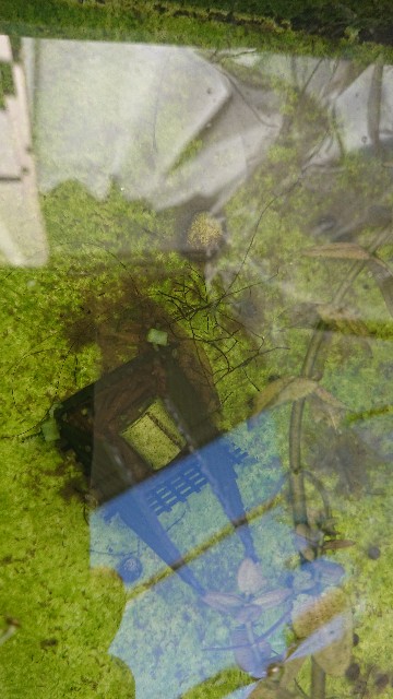 ミナミヌマエビとは 動植物の人気 最新記事を集めました はてな