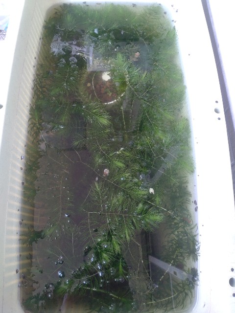 メダカ ベランダ 水草トリミング 22年5月 メダカとヌマエビ一年生