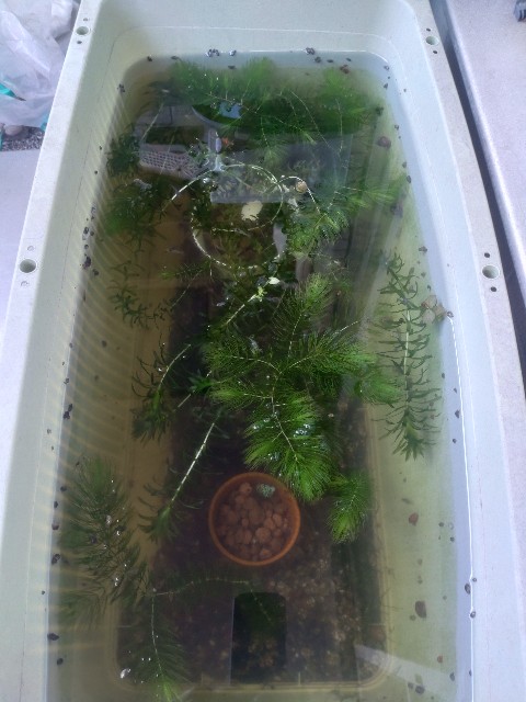 メダカ ベランダ 水草トリミング 22年5月 メダカとヌマエビ一年生