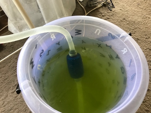 メダカ 稚魚 上手な育て方 水換え めだかハウスの仲間たち