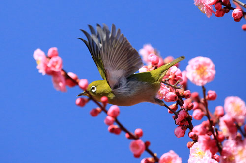 f:id:medaka67:20180423233330j:image f:id:medaka67:20180423233330j:image