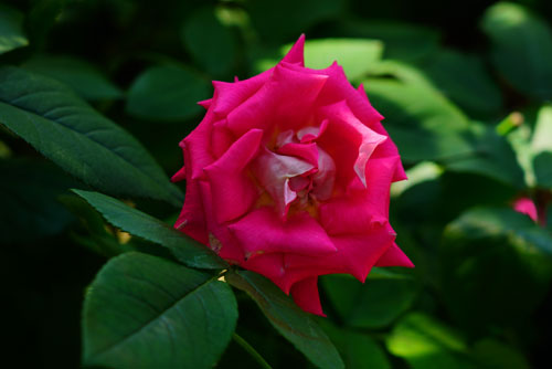 f:id:medaka67:20190719220135j:plain f:id:medaka67:20190719220135j:plain