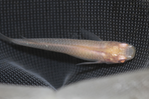 アルビノメダカ メダカ販売店 亀田養魚 アルビノメダカ メダカ販売店 亀田養魚