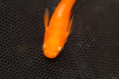 楊貴妃メダカ メダカ販売店 亀田養魚
