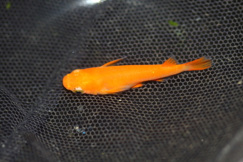 楊貴妃メダカ メダカ販売店 亀田養魚
