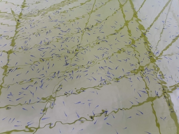 メダカの稚魚
