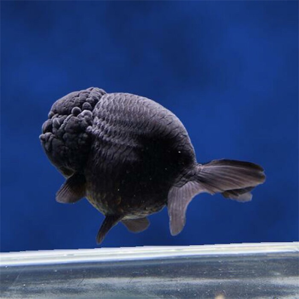 f:id:medakaslime:20200806181009j:image f:id:medakaslime:20200806181009j:image