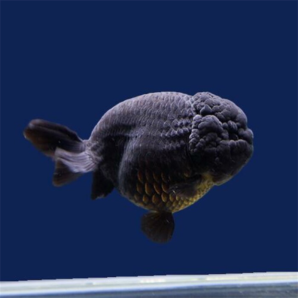 f:id:medakaslime:20200806181012j:image f:id:medakaslime:20200806181012j:image
