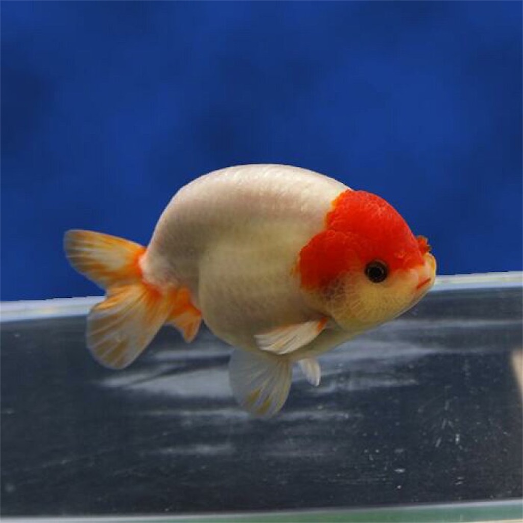 f:id:medakaslime:20200806182159j:image f:id:medakaslime:20200806182159j:image
