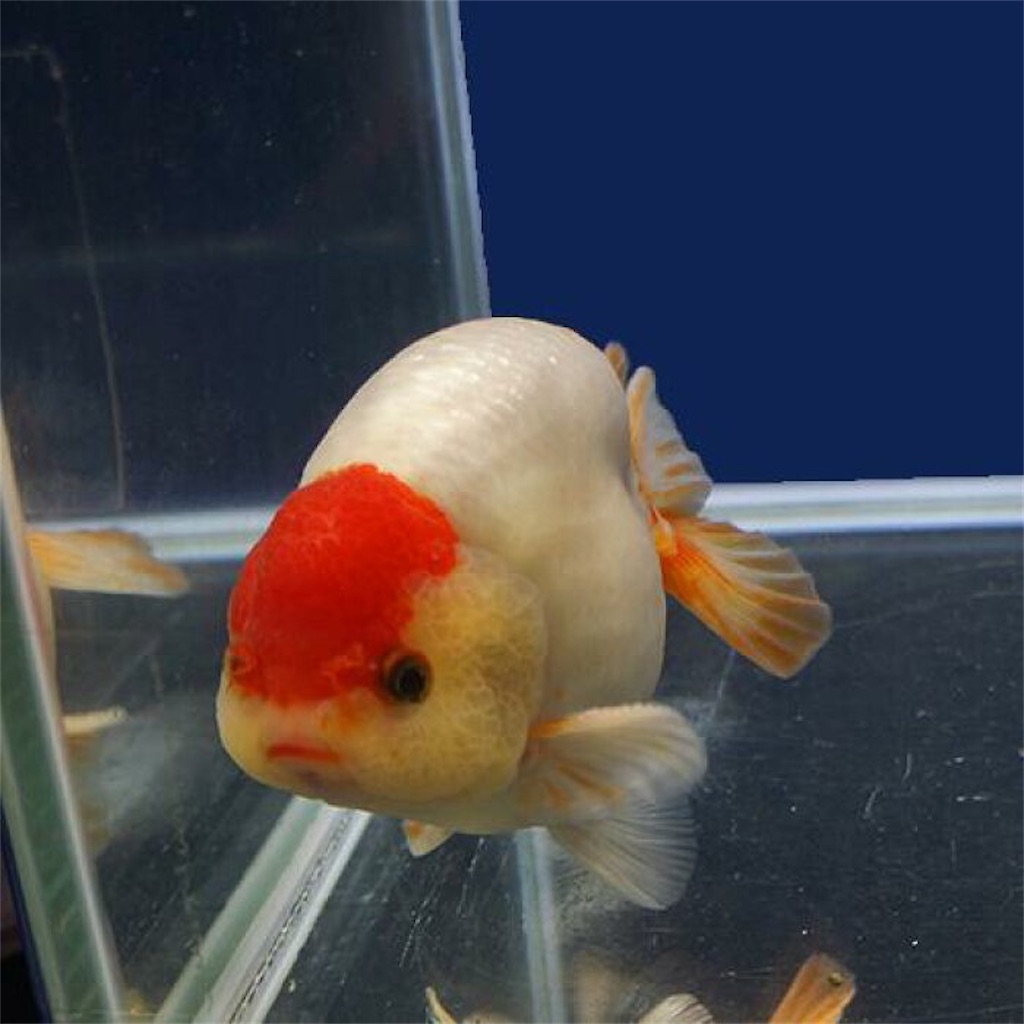 f:id:medakaslime:20200806182204j:image f:id:medakaslime:20200806182204j:image