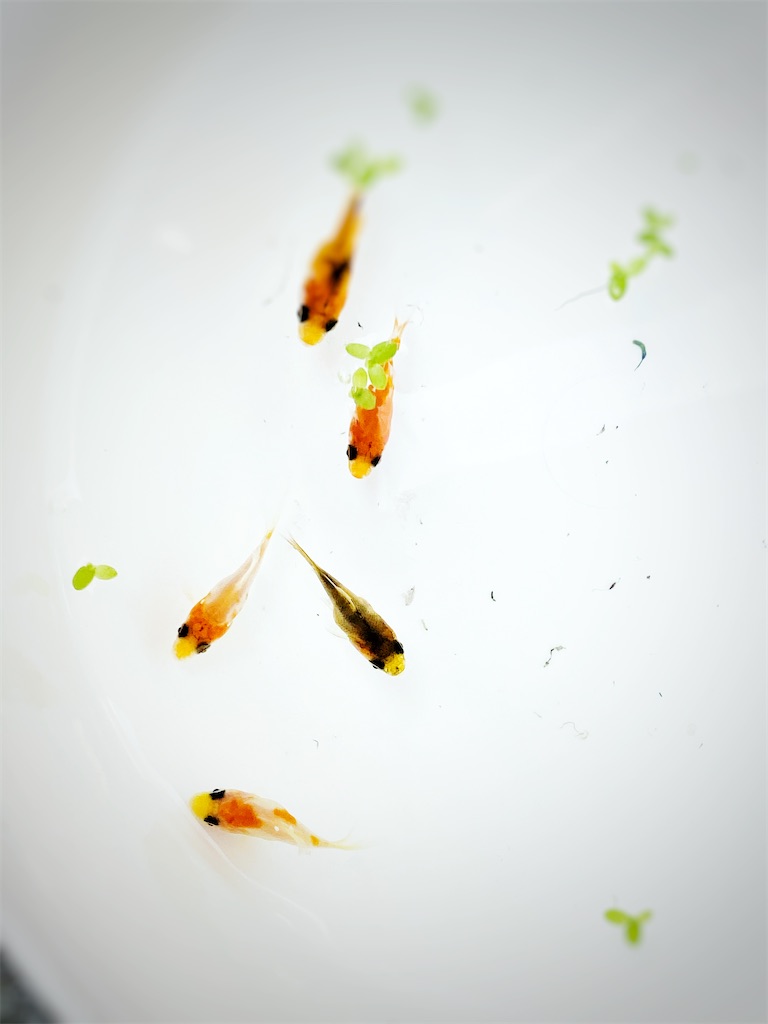 流木が溜まってきたのでヤフオクに出品してみた 流木工房 アクアリウム水槽に使える 流木作り