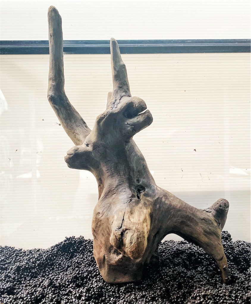 流木をヤフオクに出品してみたら 宣伝 本日終了 金魚メダカにアクアリウムと流木噺し