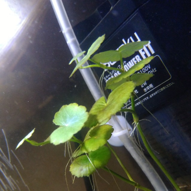 f:id:medakatorium:20181029195635j:image