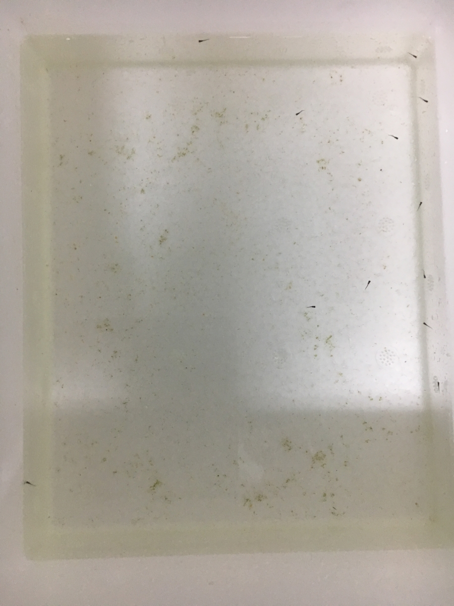 f:id:medakazebra:20191018212022j:plain f:id:medakazebra:20191018212022j:plain