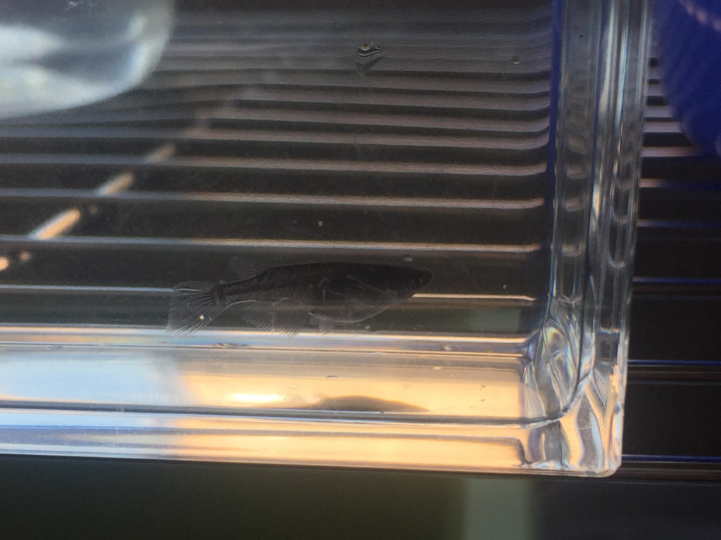 f:id:medalistkun:20170726191805j:plain f:id:medalistkun:20170726191805j:plain