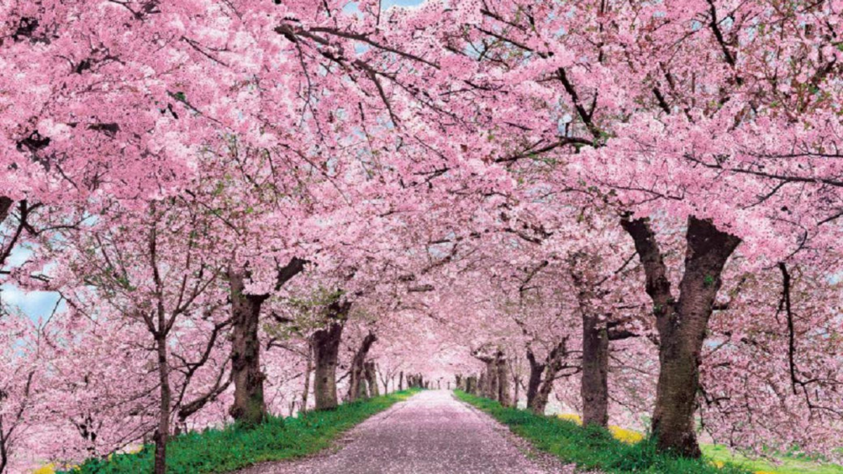 f:id:medical555:20190321193819p:plain f:id:medical555:20190321193819p:plain