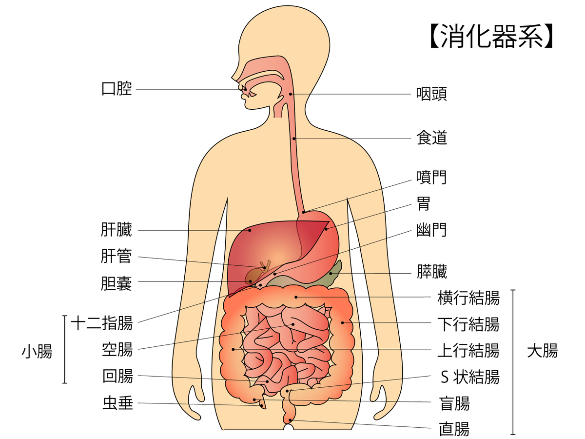 f:id:meditnurse:20190706133248j:plain