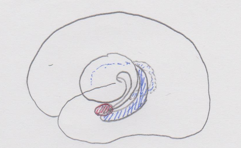 f:id:medudent:20180123144536p:plain f:id:medudent:20180123144536p:plain