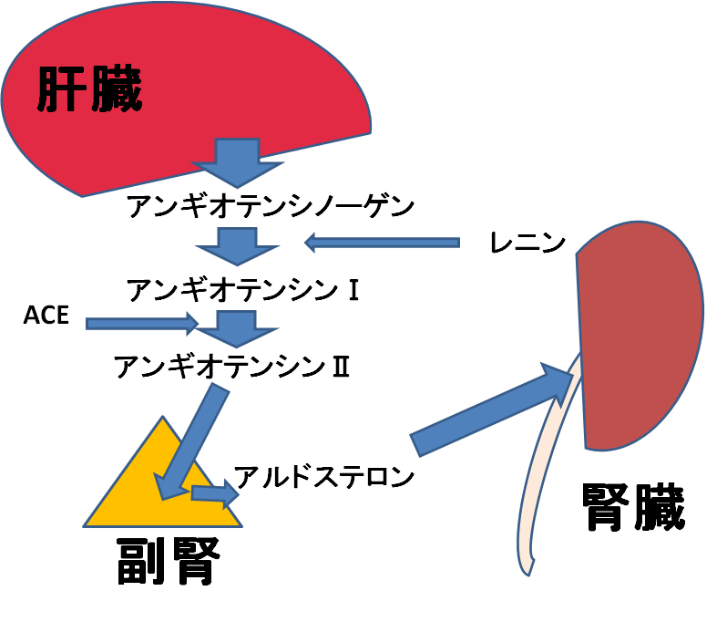 f:id:medudent:20180213155940p:plain f:id:medudent:20180213155940p:plain