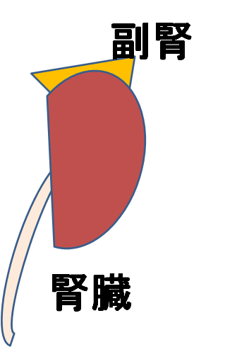 f:id:medudent:20180213160232p:plain f:id:medudent:20180213160232p:plain