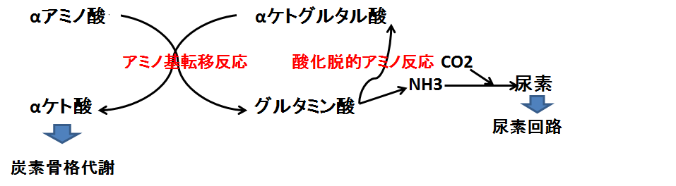 f:id:medudent:20180219125306p:plain f:id:medudent:20180219125306p:plain