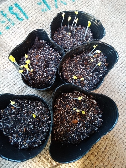 f:id:mee30:20200901200816j:plain