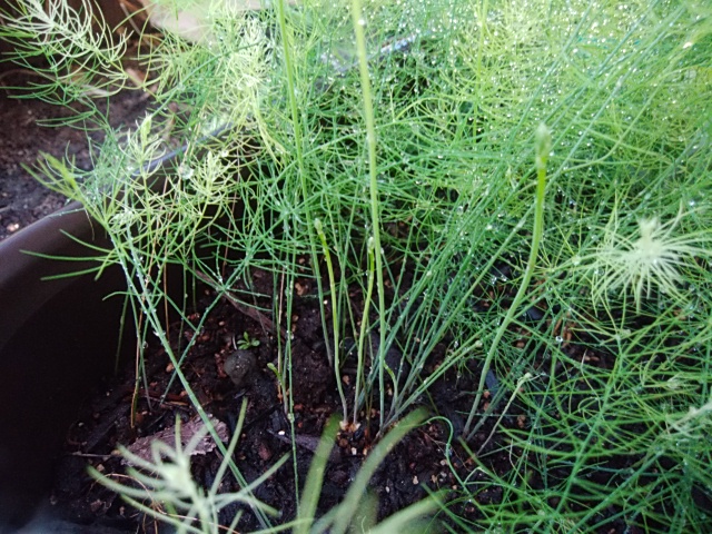 f:id:mee30:20200901200838j:plain