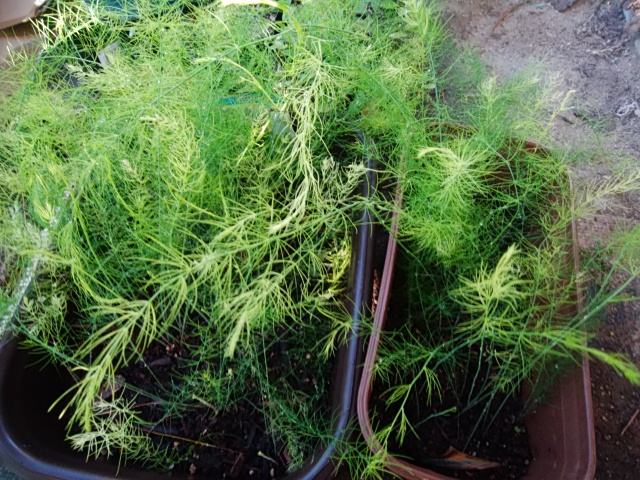 f:id:mee30:20200901200901j:plain