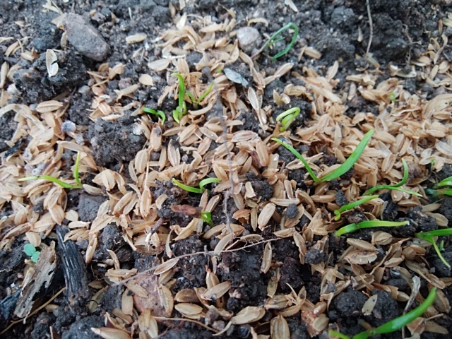 f:id:mee30:20201003185728j:plain