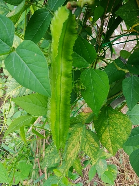 f:id:mee30:20201003185800j:plain