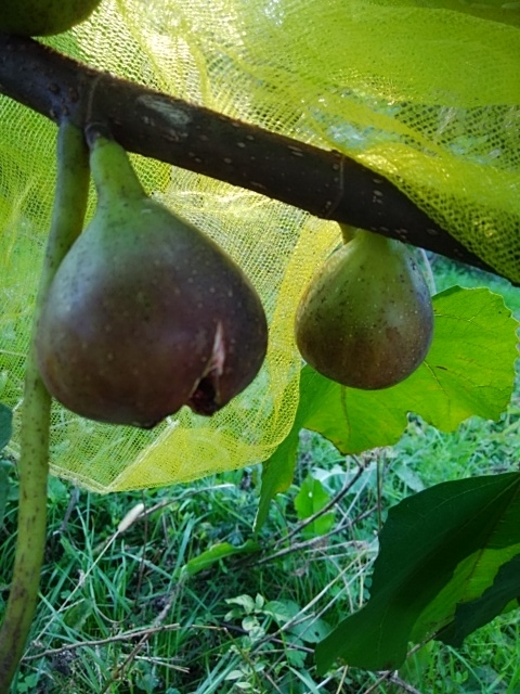 f:id:mee30:20201104195159j:plain