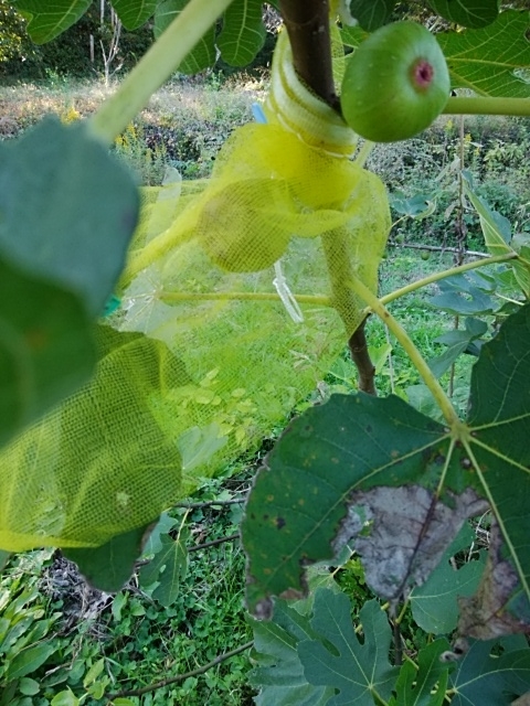 f:id:mee30:20201104195219j:plain